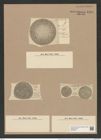Coscinodiscus decrescens var. venustus Grun. (de-Toni-Nr.: Genus 202, Species 4989) Zeichnungen Sammlung Grunow Nr. 8704 (NHMW-BOT-W0378271)